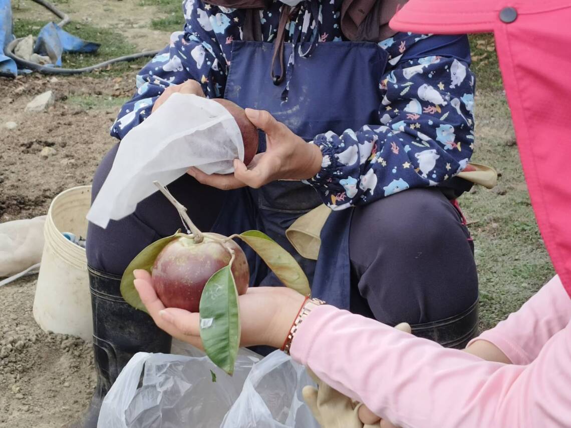 屏東農戶鄭氏 栽種牛奶果大又好看好吃