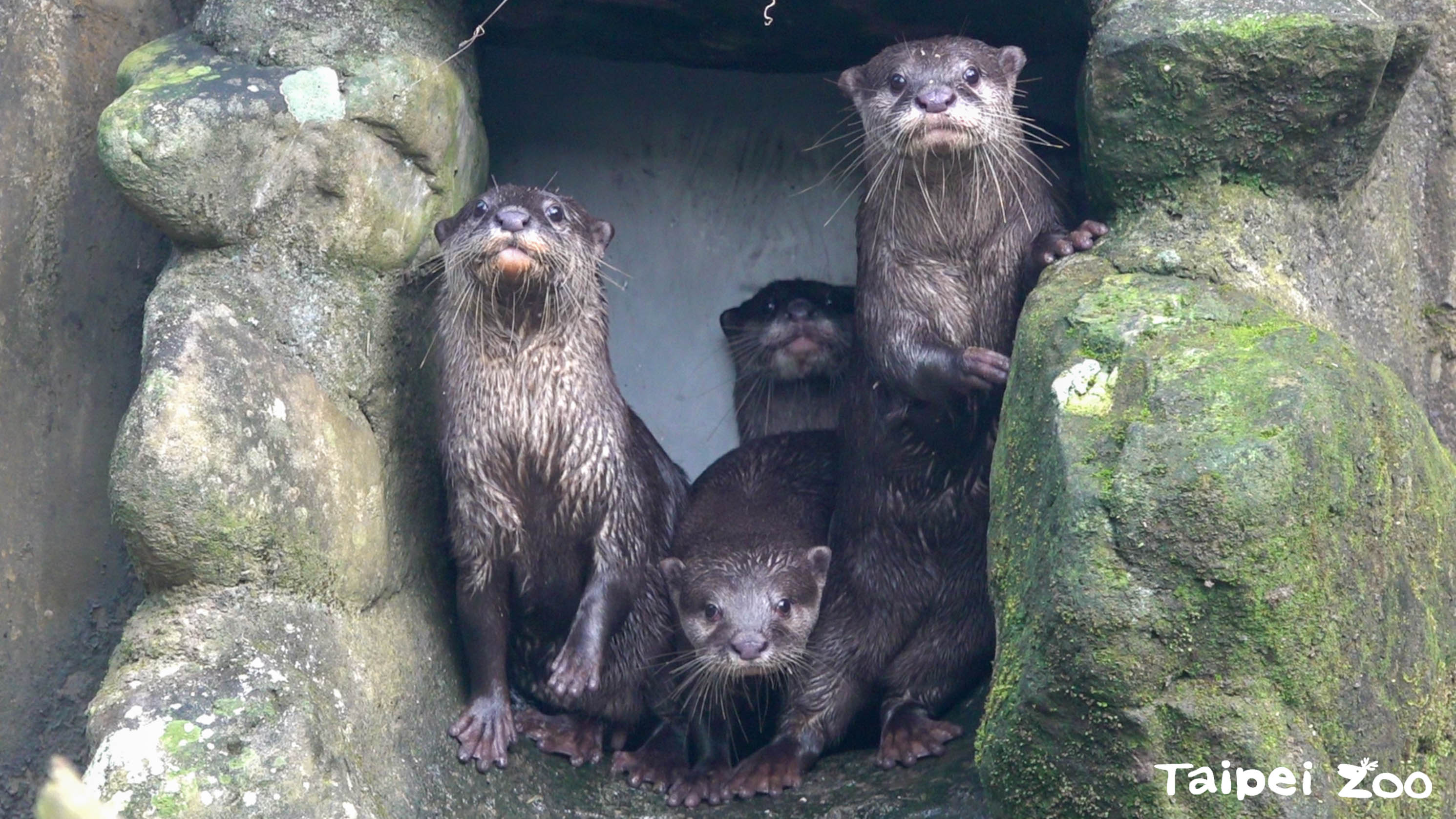 台北動物園喜慶生命 小爪水獺新成員戶外學游泳