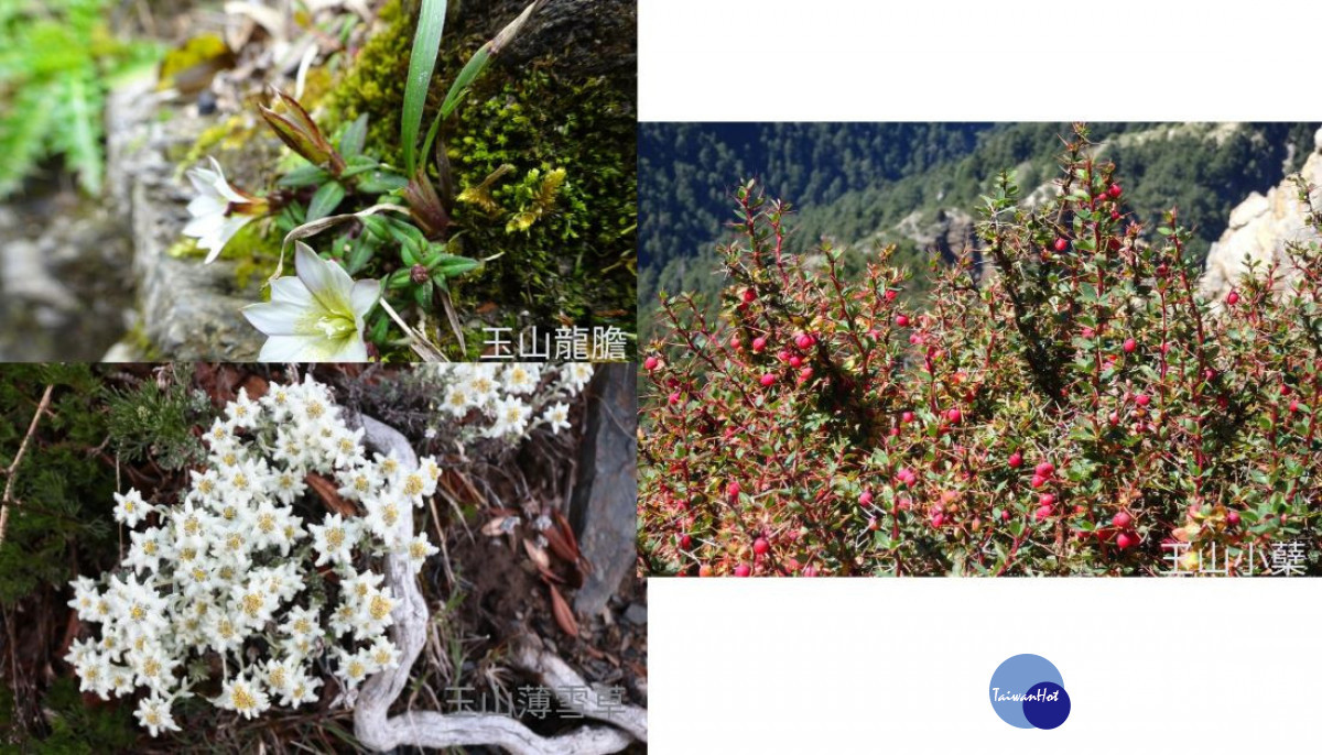 以玉山為名的植物。(圖/玉管處提供)