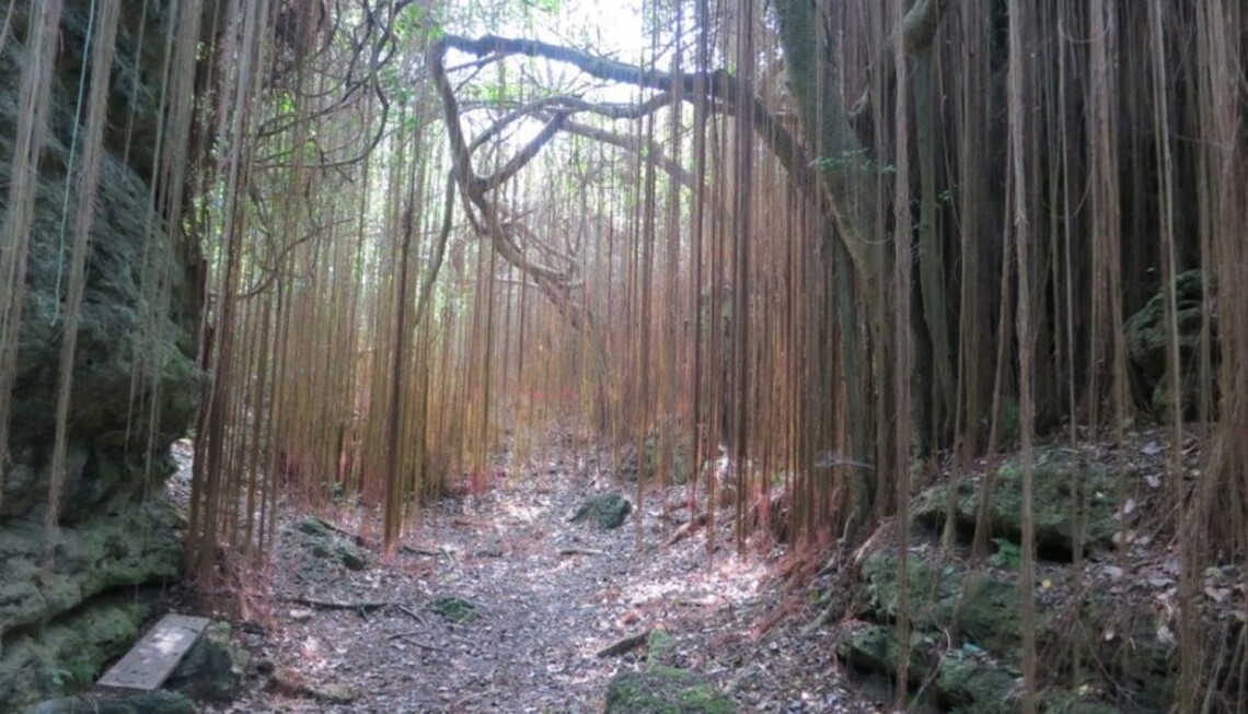 外來種威脅原生態 中山大學籲民眾勿自栽園藝