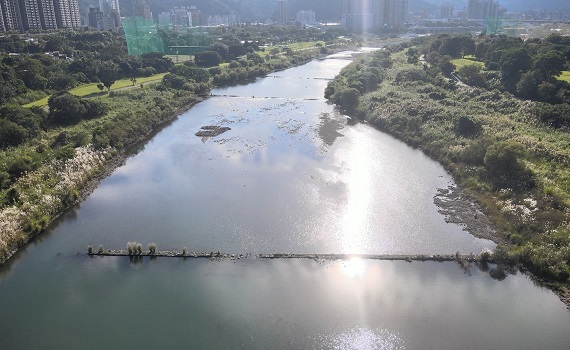 新北四大生態保育策略奏效 河川重現生機