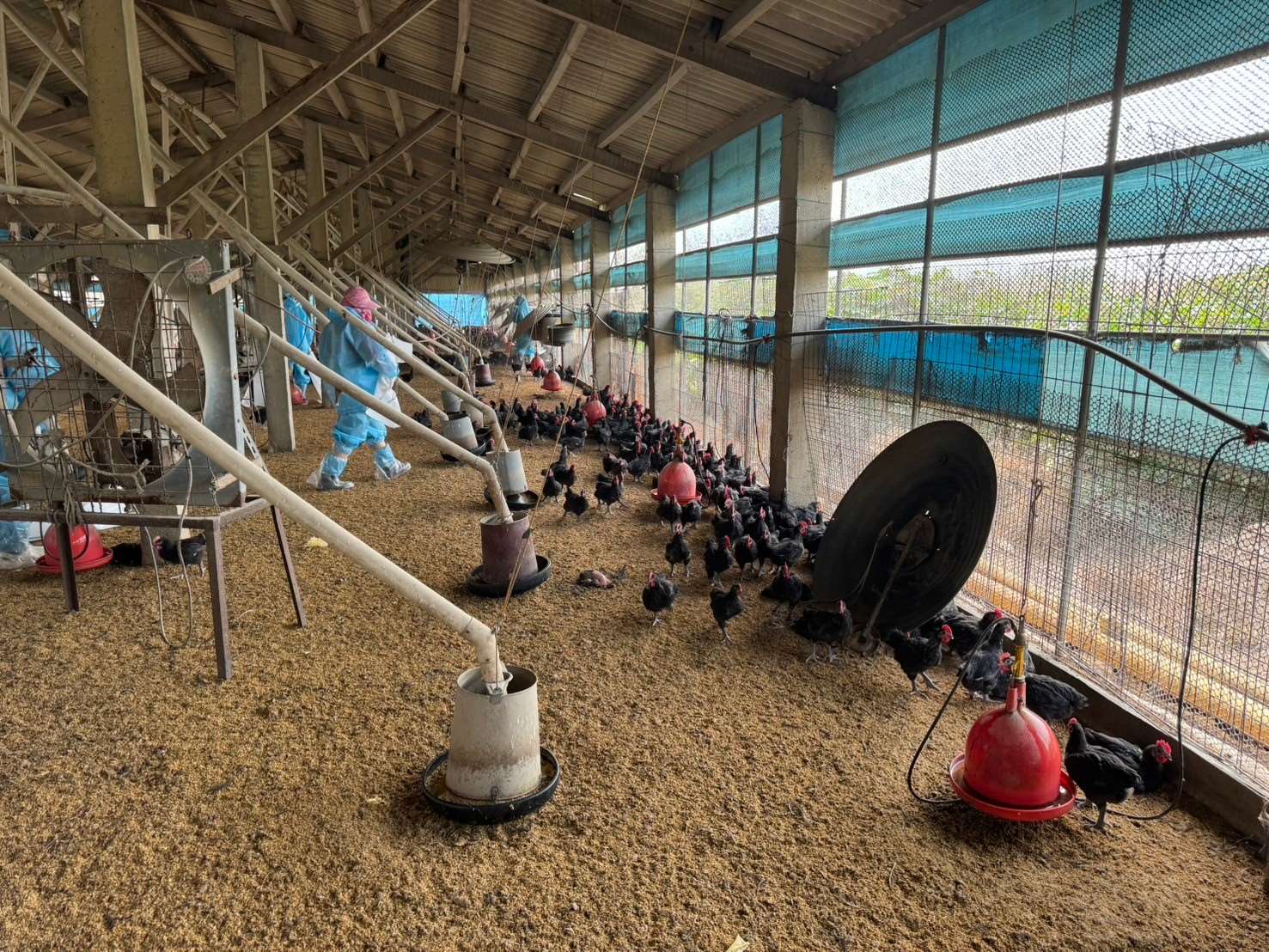 雲林縣台西鄉某土雞場確診禽流感/翻攝照片