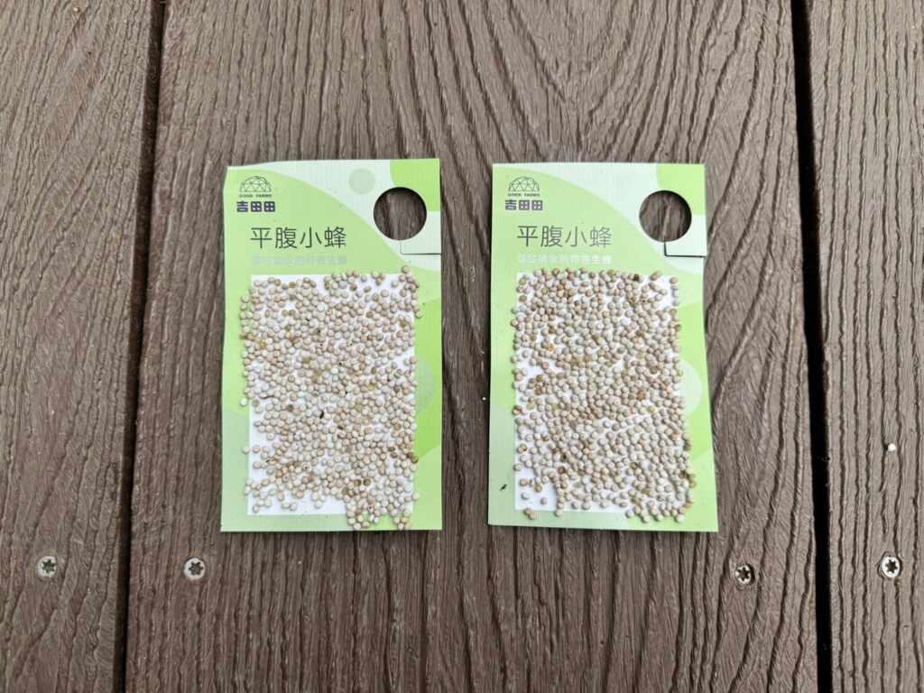 ▲平腹小蜂卵卡。（台中觀旅局提供）