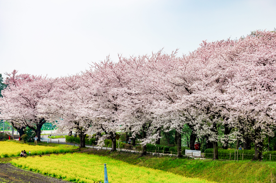 春天來了!東京都町田市櫻花祭3/16開跑