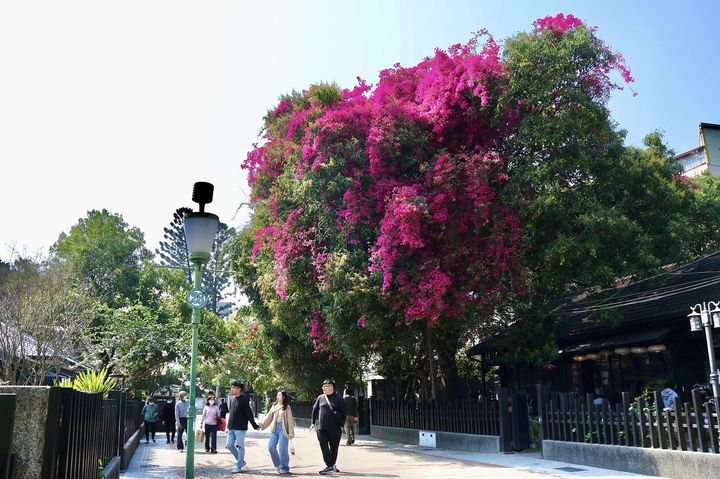 檜意森活村九重葛盛放。 圖:嘉義市政府觀光新聞處/提供