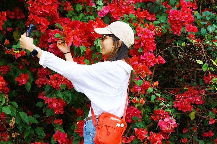 來「嘉」賞花!正逢好時機 九重葛盛放如花瀑 桃花心木換春裝