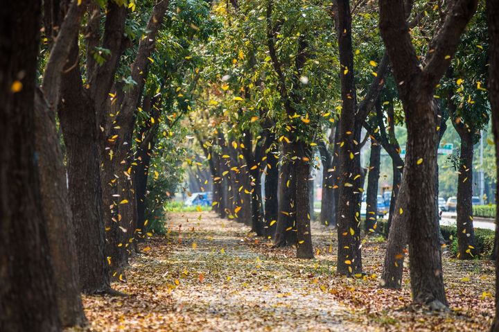 來「嘉」賞花!正逢好時機 九重葛盛放如花瀑 桃花心木換春裝
