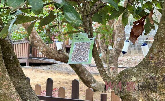 荔枝椿象現蹤大坑步道!中市府觀旅局:釋放平腹小蜂防治