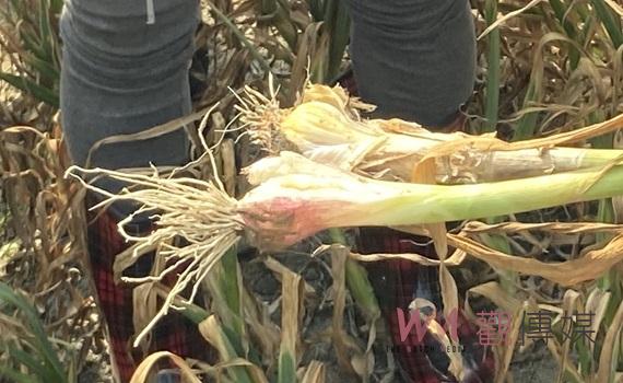 雲林縣大蒜病害結球腐爛嚴重 立委丁學忠張嘉郡勘災協助農民