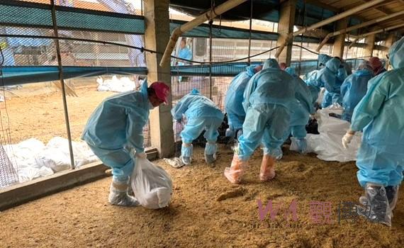 台西鄉土雞場發生H5N1禽流感 撲殺銷毀12,420隻黑羽土雞