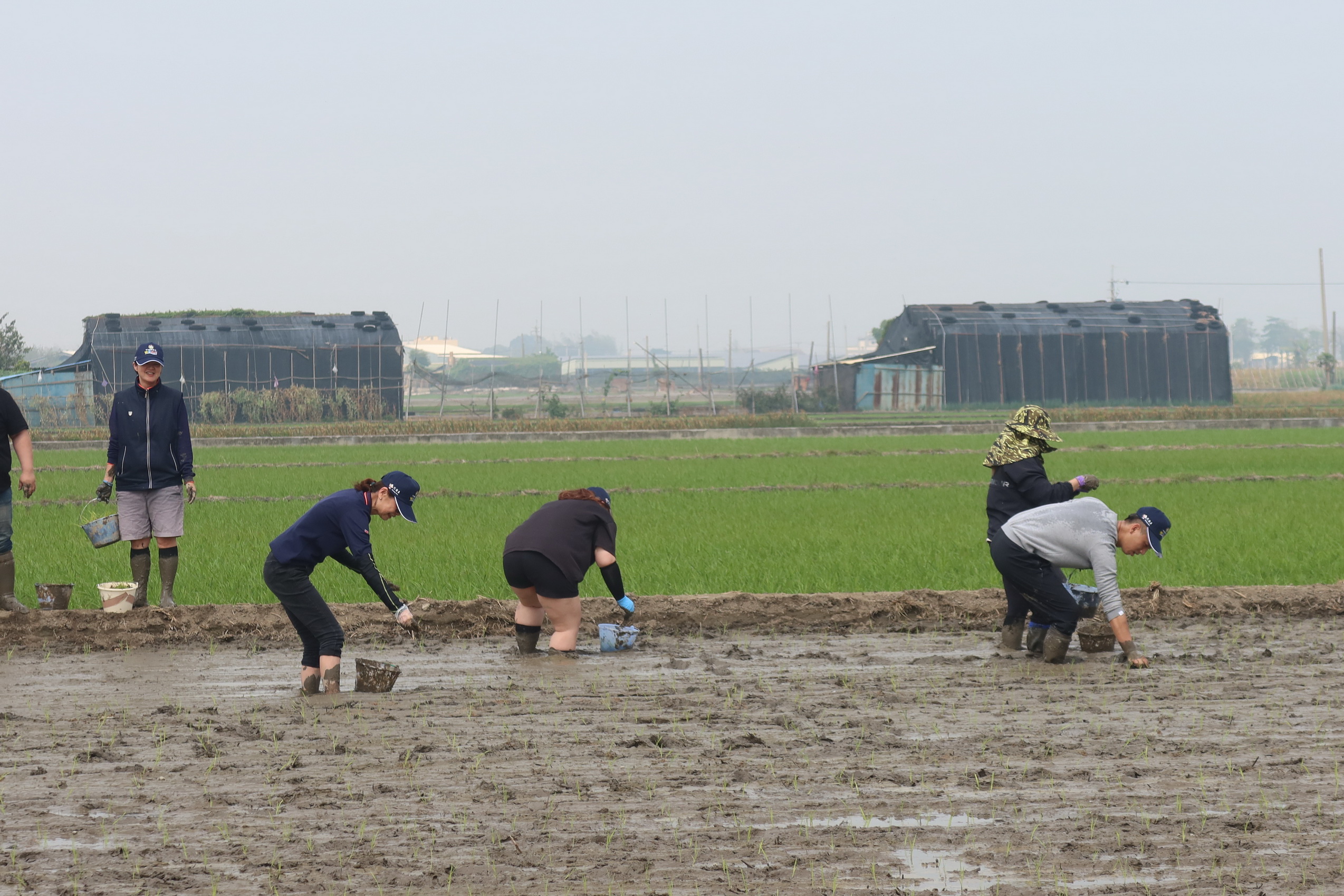 ▲竹塘鄉農會採用了傳統的單株播植方式，但卻結合了現代科技，利用了純種種子和專家指導，以確保農作物的品質和產量，力求讓消費者對竹塘飄香米的信賴。（記者張溎壕攝）