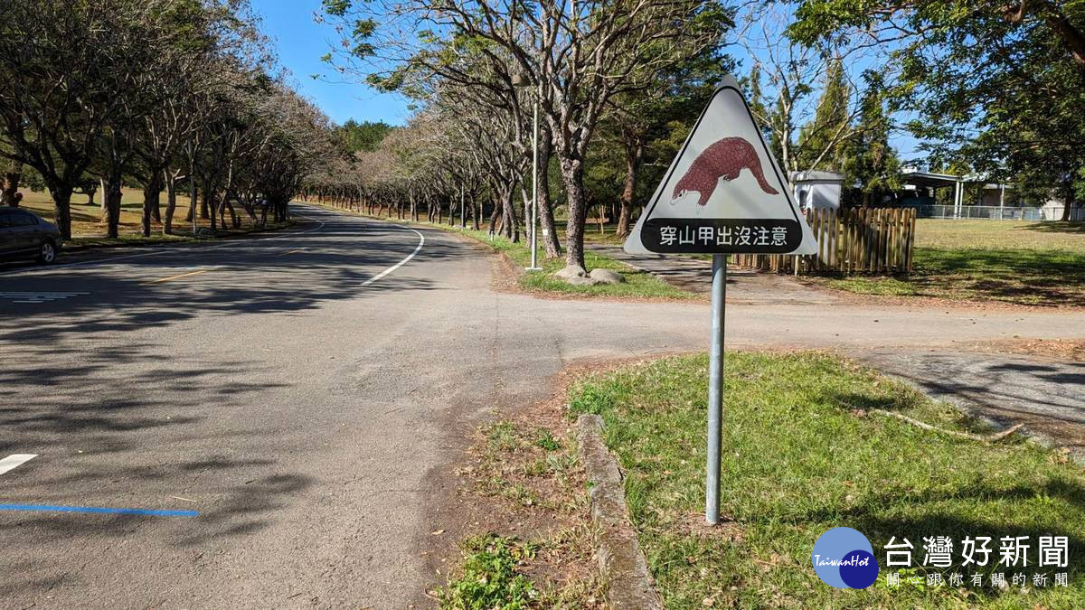 暨大常常可以見到穿山甲,在暨大校園內開車請減速慢行。(圖/暨大提供)