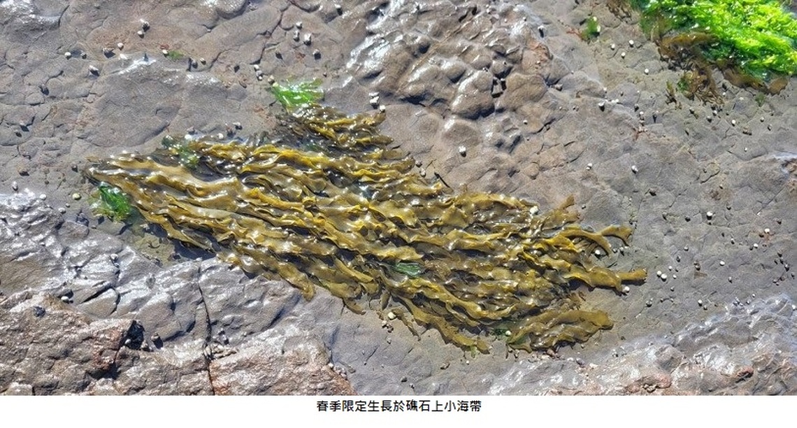 挖呀!挖呀!挖!東北角海岸春季限定「腳白菜」