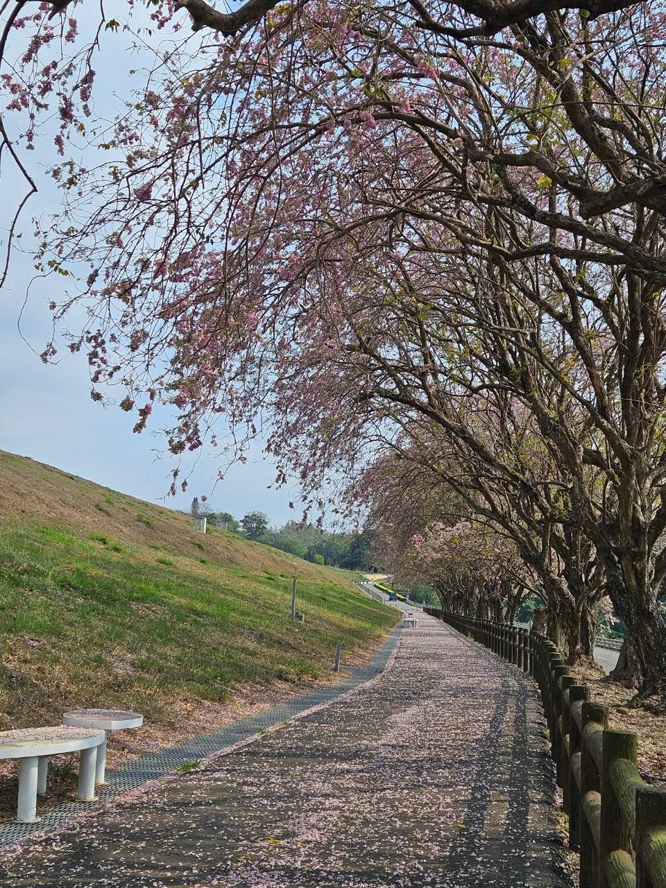 ▲烏山頭水庫香榭大道上南洋櫻相繼盛開，邀請民眾入園騎單車賞花。（圖／農田水利署嘉南管理處提供）