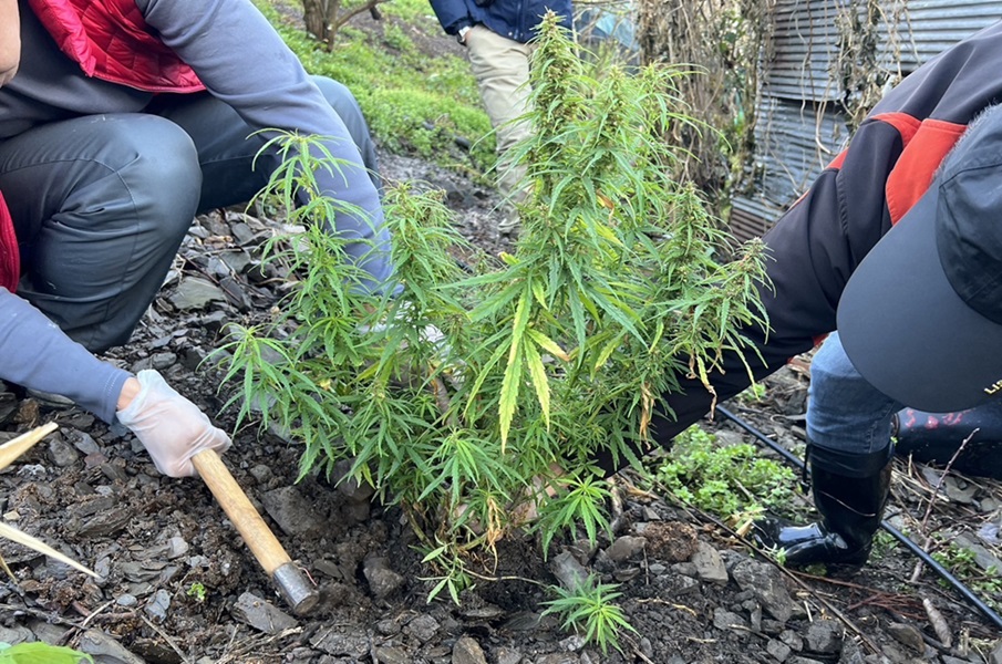 ▲圖說：中市警方查獲和平區梨山段工寮自種大麻案             （圖／台中市政府提供）