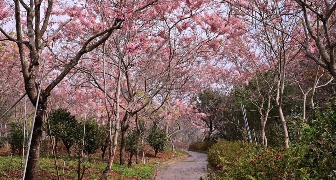 快來茂林國家風景區「神威天台山花旗木園區賞花」  真的太美囉!