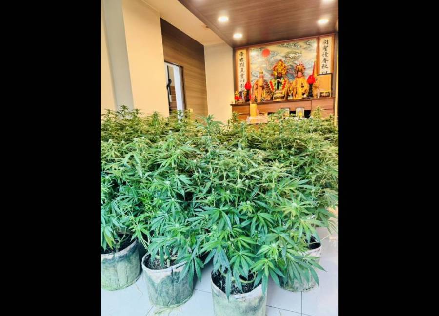 毒師赴泰深造 雙拼透天厝藏大麻產銷一條龍工廠 214 cnews204240319a05
