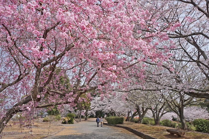 位於佐賀縣鹿島市的旭岡公園是佐賀3大賞櫻名所之一。 圖:佐賀縣觀光連盟/提供