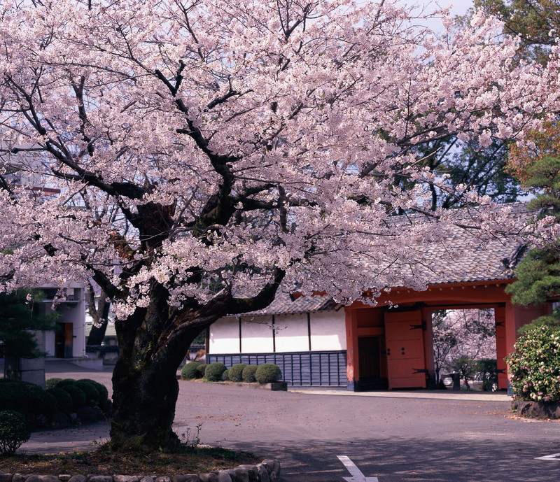 佐賀賞櫻!鹿島市旭岡公園櫻花祭必追