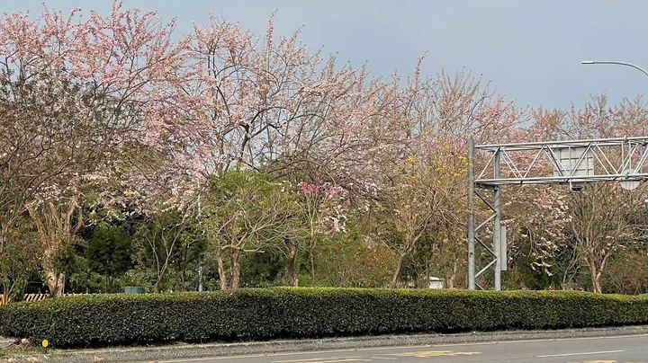 原來這是「癡心」樹！嘉義北香湖公園 南洋櫻仍盛放可賞