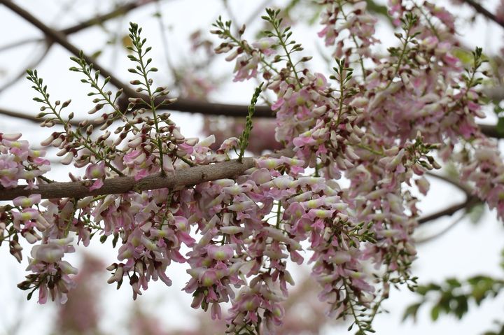 原來這是「癡心」樹！嘉義北香湖公園 南洋櫻仍盛放可賞