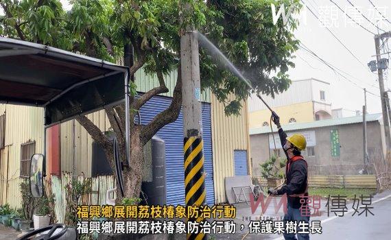 (有影片)/福興鄉展開荔枝椿象防治行動 針對新興害蟲保護果樹生長