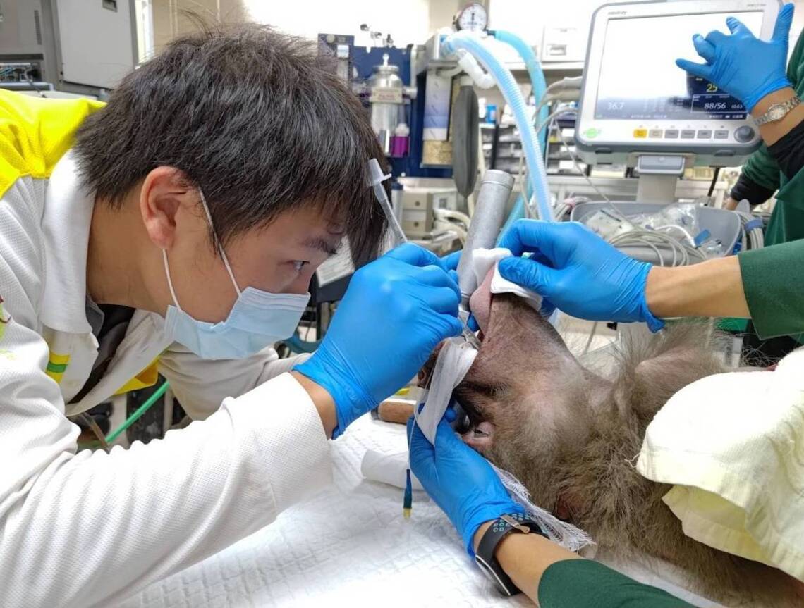 漾新聞|動物也要保健牙齒 壽山動物園攜手動物醫院守護動物口腔健康