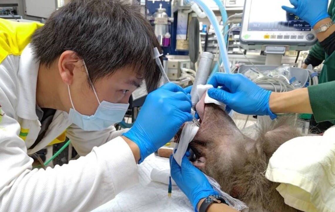 牙齒保健不輕忽 壽山動物園攜手動物醫院守護動物口腔健康