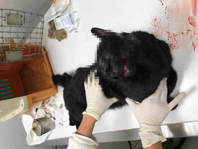 惡劣大學生徹夜狂飲發酒瘋　學姐愛貓慘遭虐殺　新北動保處移送法辦