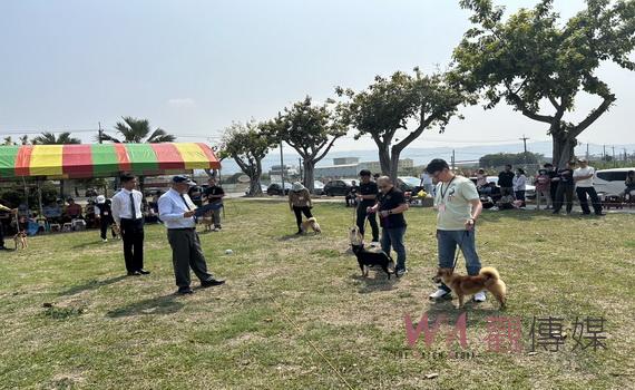 2024柴犬選秀大賽萌翻 日本籍裁判長嚴選小柴堪比選美大會