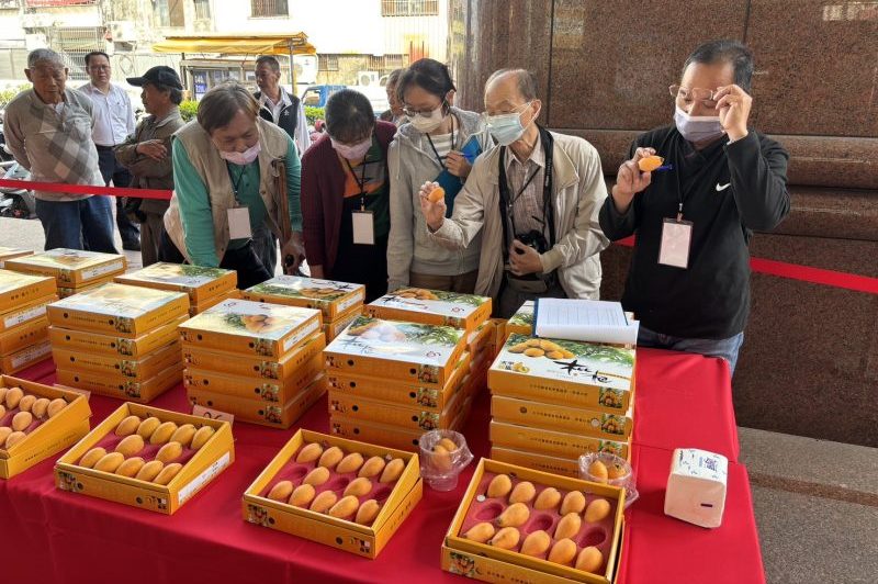 中市太平區枇杷王出爐 周大霖黃大瑋奪冠