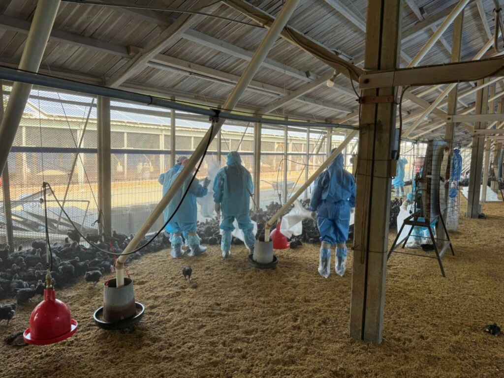 ▲防疫所呼籲禽農，務必依規定落實禽場生安操作，方可降低禽隻染病風險，（雲林縣政府提供）