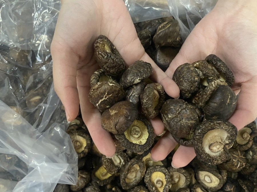 嚴查中國香菇 金門料羅商港已查獲逾3噸走私貨 210 cnews204240321a12