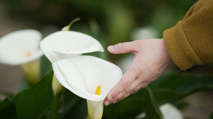 全台最美白色花田熱情綻放 竹子湖「芋見小時候」海芋季開跑