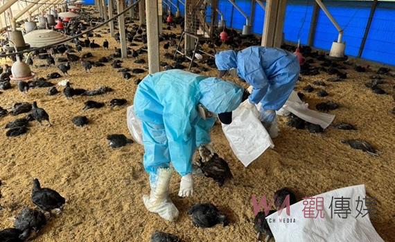 虎尾土雞場發生H5N1禽流感　撲殺銷毀11,108隻黑羽土雞