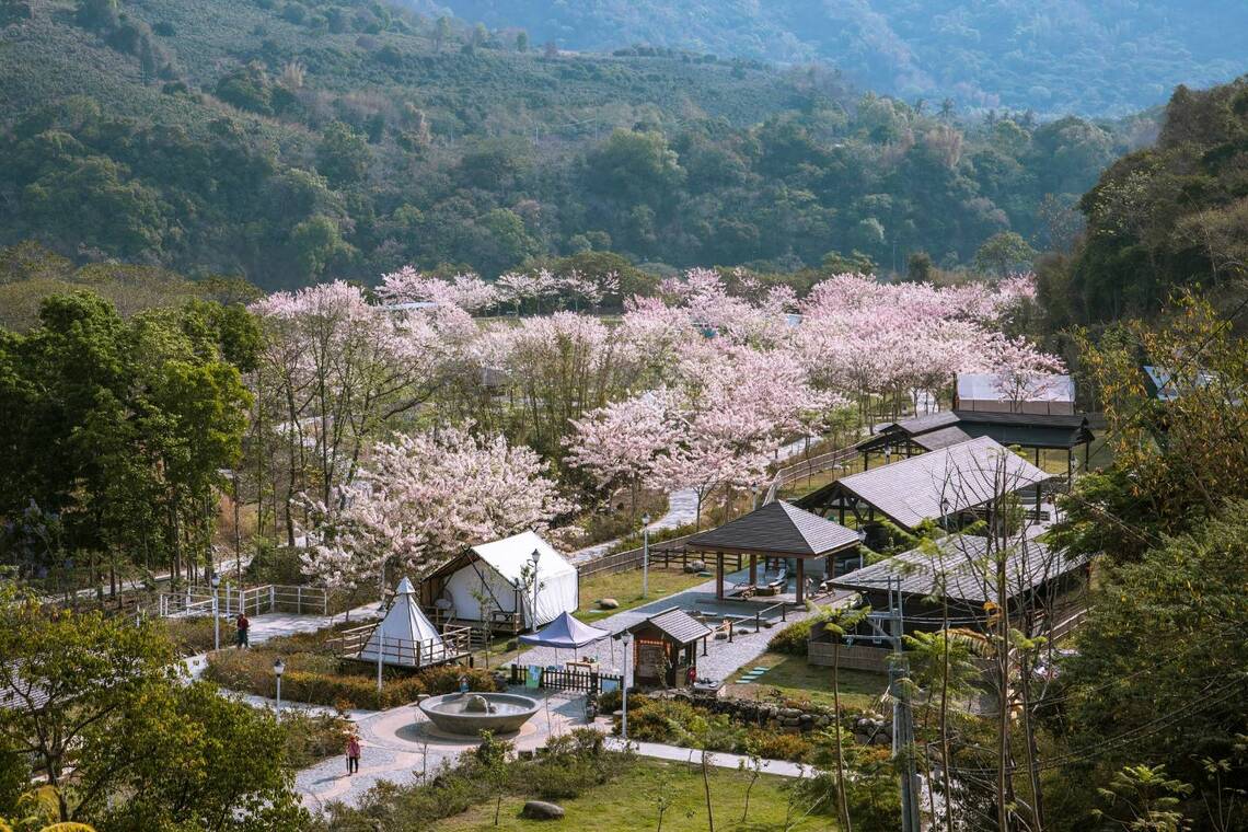 漾新聞|觀光局推春遊寶來 泡溫泉賞花旗木看麝香木齊綻放