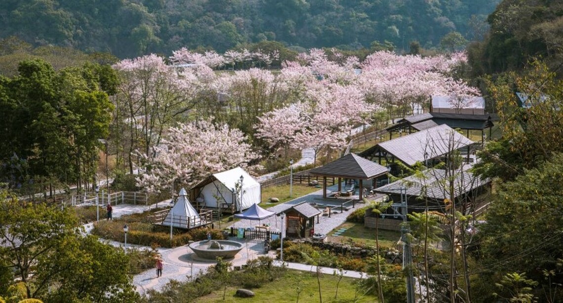 春遊寶來、不老泡湯賞景 花旗木及麝香木齊綻放
