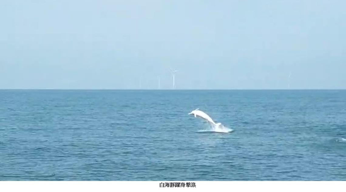 好消息! 保育有成 白海豚悠游台灣海洋