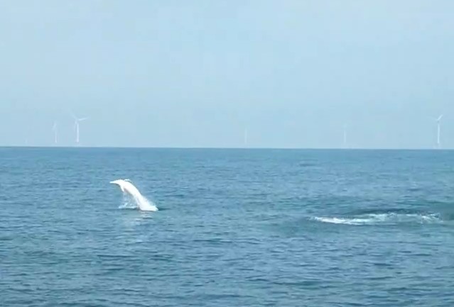 ▲ 白海豚悠游台灣獻身 （海保署提供）