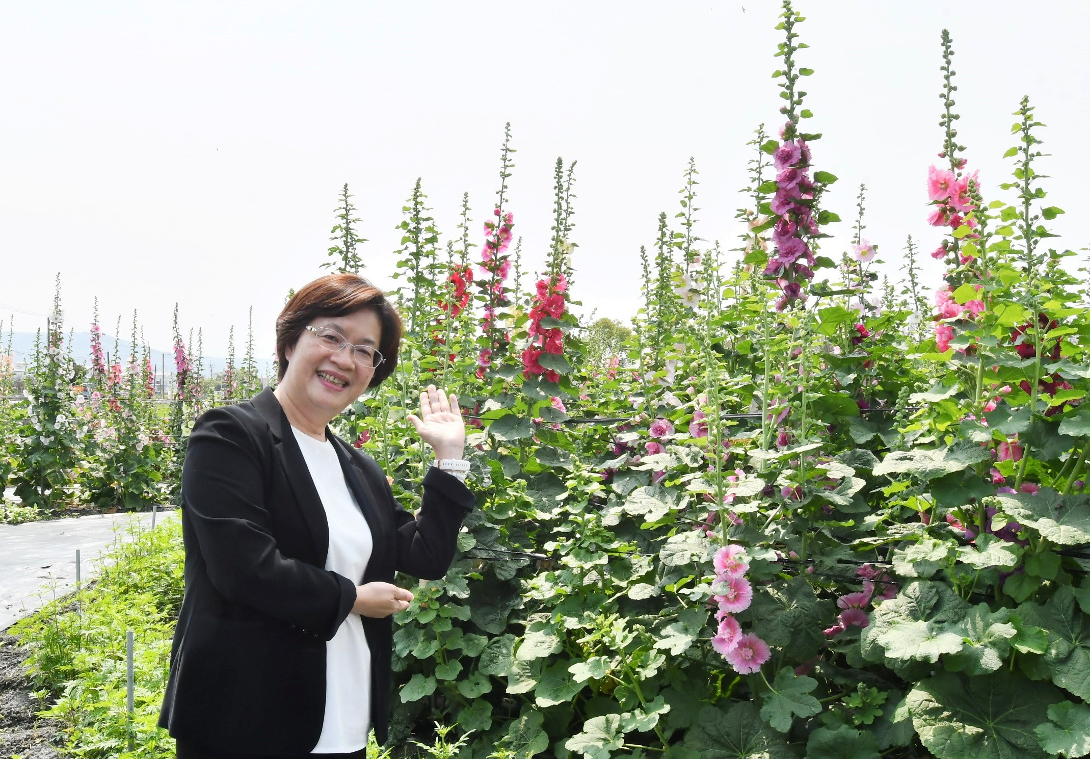 ▲員林市南區公園旁花田種植近萬株蜀葵花，近來陸續盛開，歡迎全國各地遊客前來員林欣賞「花中巨人」蜀葵花，漫步在萬紫千紅的蜀葵花海。（記者張溎壕攝）