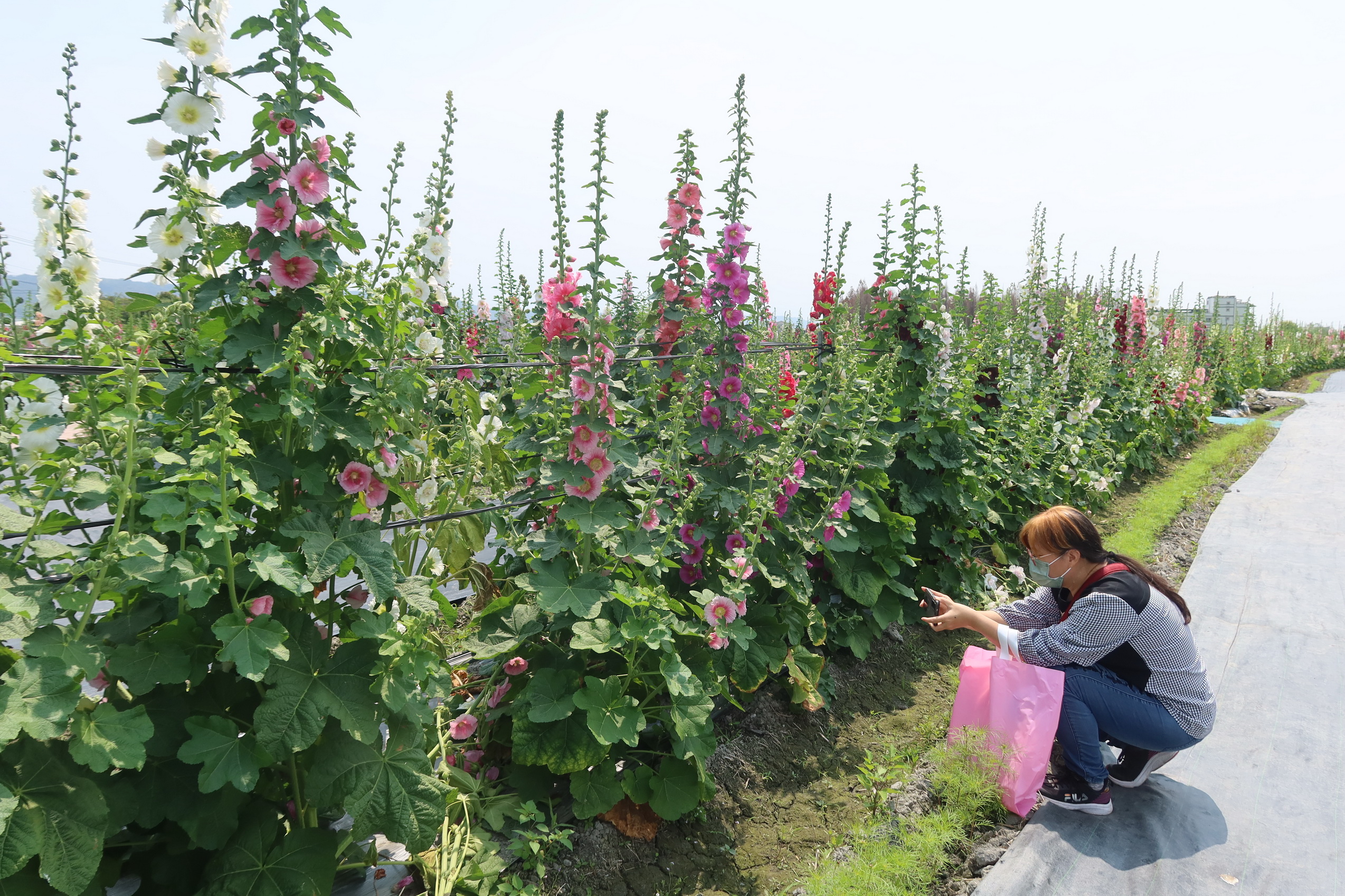 ▲員林市南區公園旁花田種植近萬株蜀葵花，近來陸續盛開，歡迎全國各地遊客前來員林欣賞「花中巨人」蜀葵花，漫步在萬紫千紅的蜀葵花海。（記者張溎壕攝）