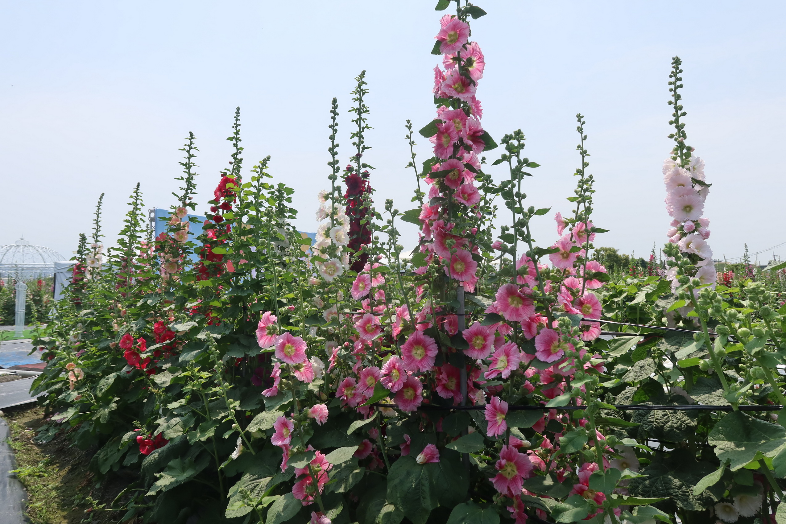 ▲員林市南區公園旁花田種植近萬株蜀葵花，近來陸續盛開，歡迎全國各地遊客前來員林欣賞「花中巨人」蜀葵花，漫步在萬紫千紅的蜀葵花海。（記者張溎壕攝）
