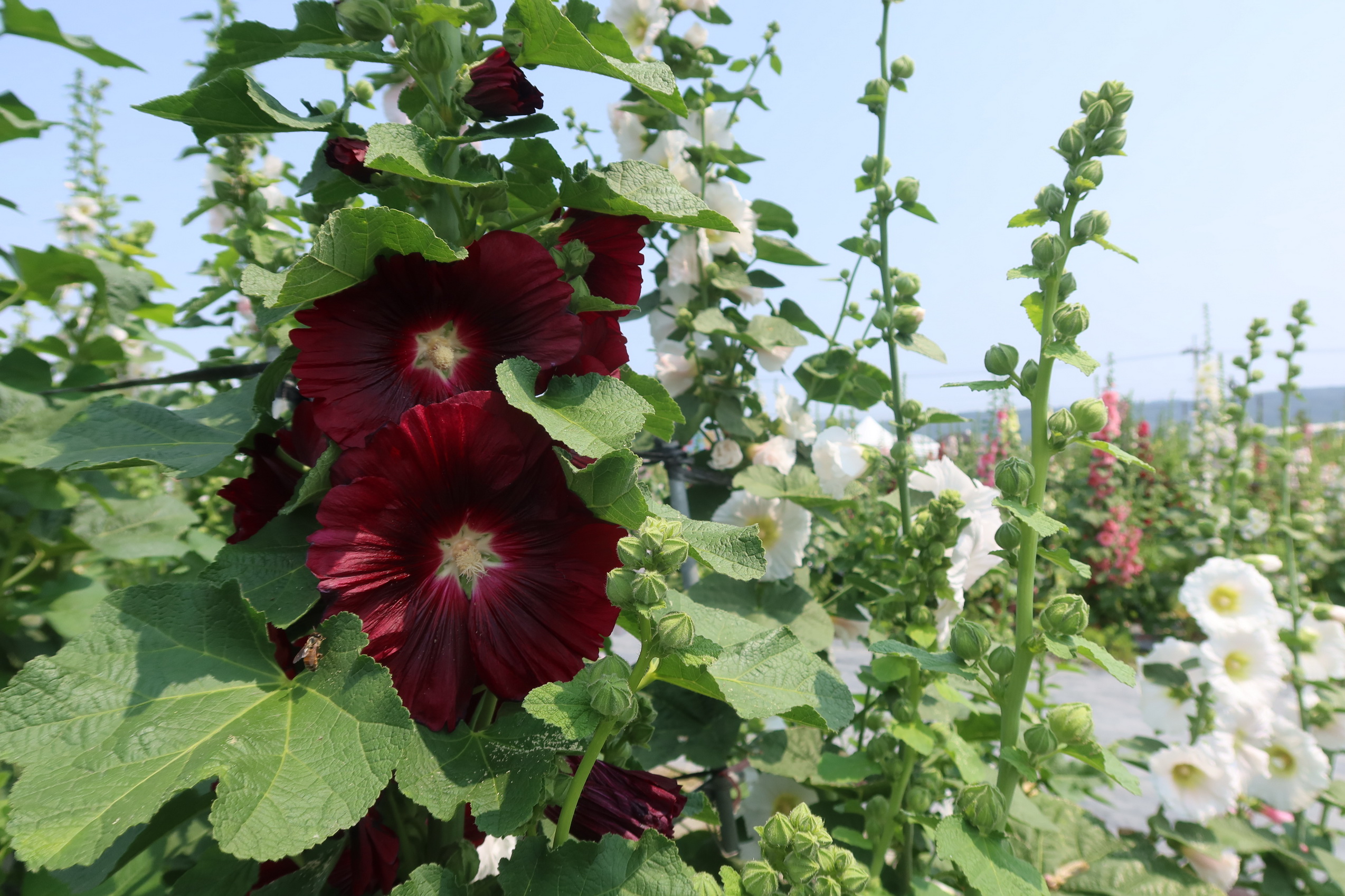 ▲員林市南區公園旁花田種植近萬株蜀葵花，近來陸續盛開，歡迎全國各地遊客前來員林欣賞「花中巨人」蜀葵花，漫步在萬紫千紅的蜀葵花海。（記者張溎壕攝）