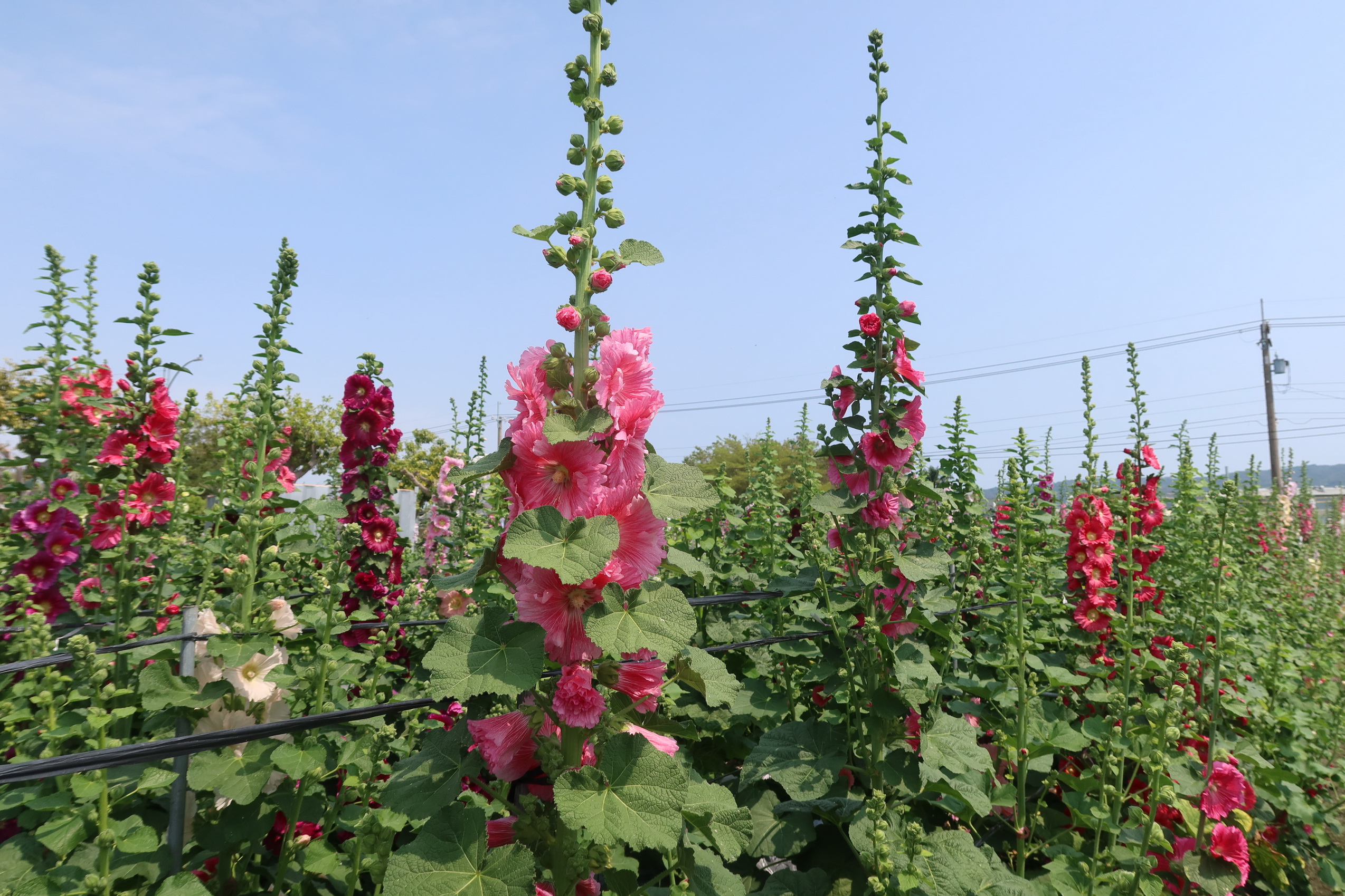 ▲員林市南區公園旁花田種植近萬株蜀葵花，近來陸續盛開，歡迎全國各地遊客前來員林欣賞「花中巨人」蜀葵花，漫步在萬紫千紅的蜀葵花海。（記者張溎壕攝）