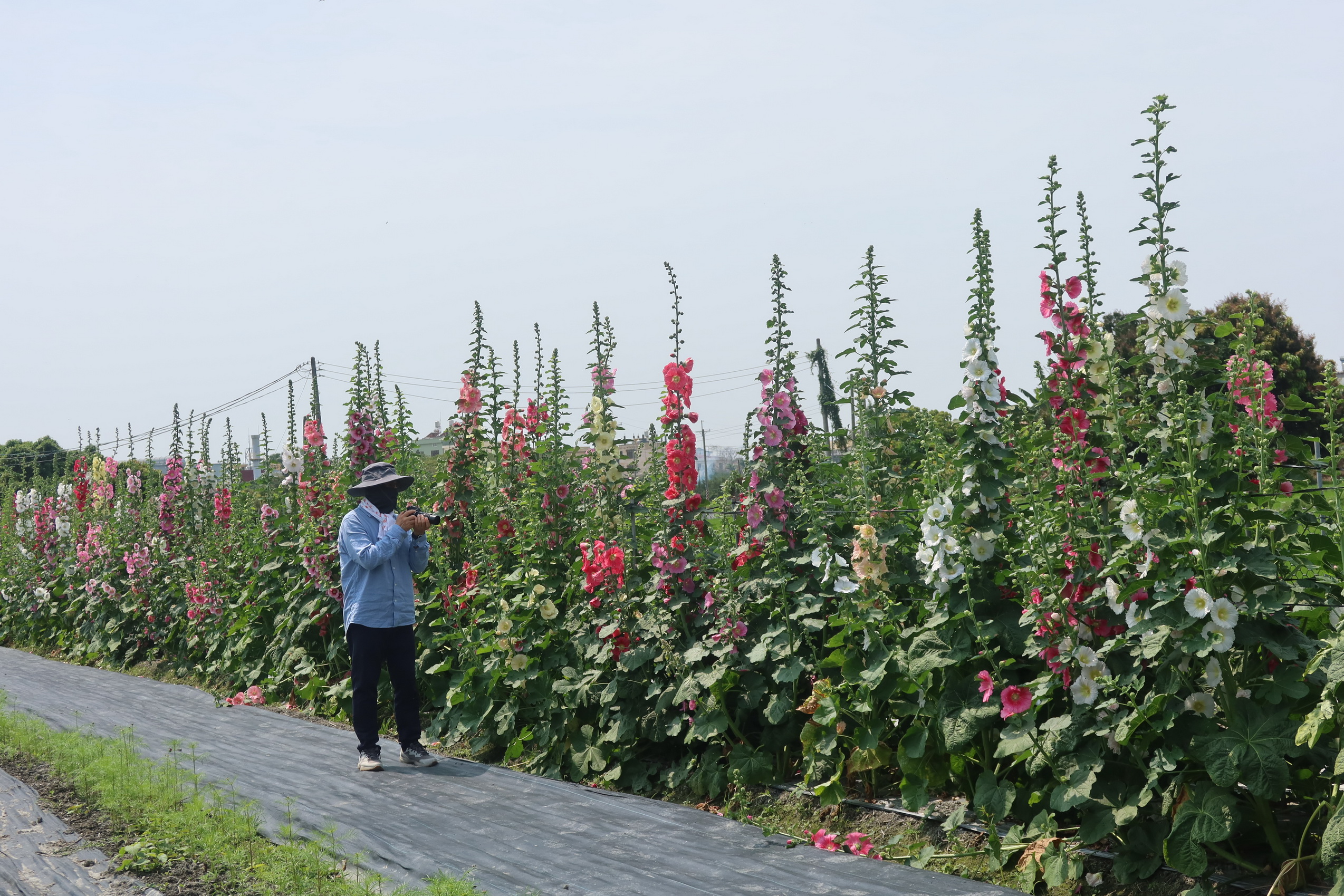 ▲員林市南區公園旁花田種植近萬株蜀葵花，近來陸續盛開，歡迎全國各地遊客前來員林欣賞「花中巨人」蜀葵花，漫步在萬紫千紅的蜀葵花海。（記者張溎壕攝）
