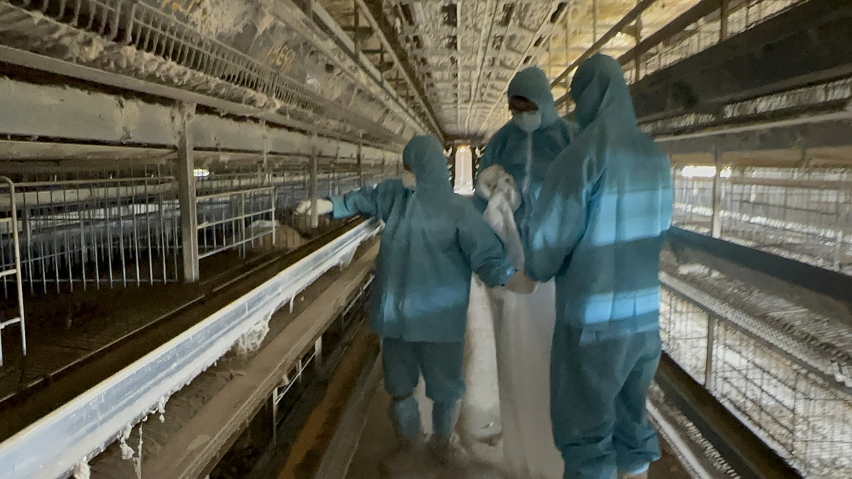 ▲二林鎮1場蛋雞場確診感染新型H5N1亞型高病原性禽流感病毒，彰化縣動物防疫所派員完成疫情蛋雞場撲殺清場及消毒工作。（彰化縣政府提供）