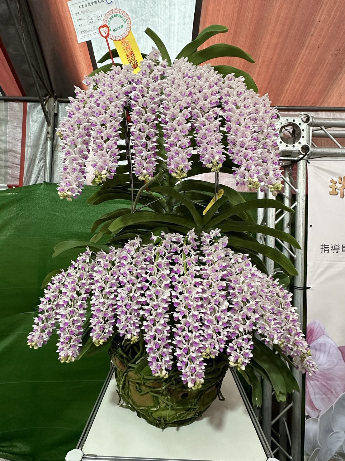 大里國光花市春季蘭花評鑑　花農吳文彬奪冠