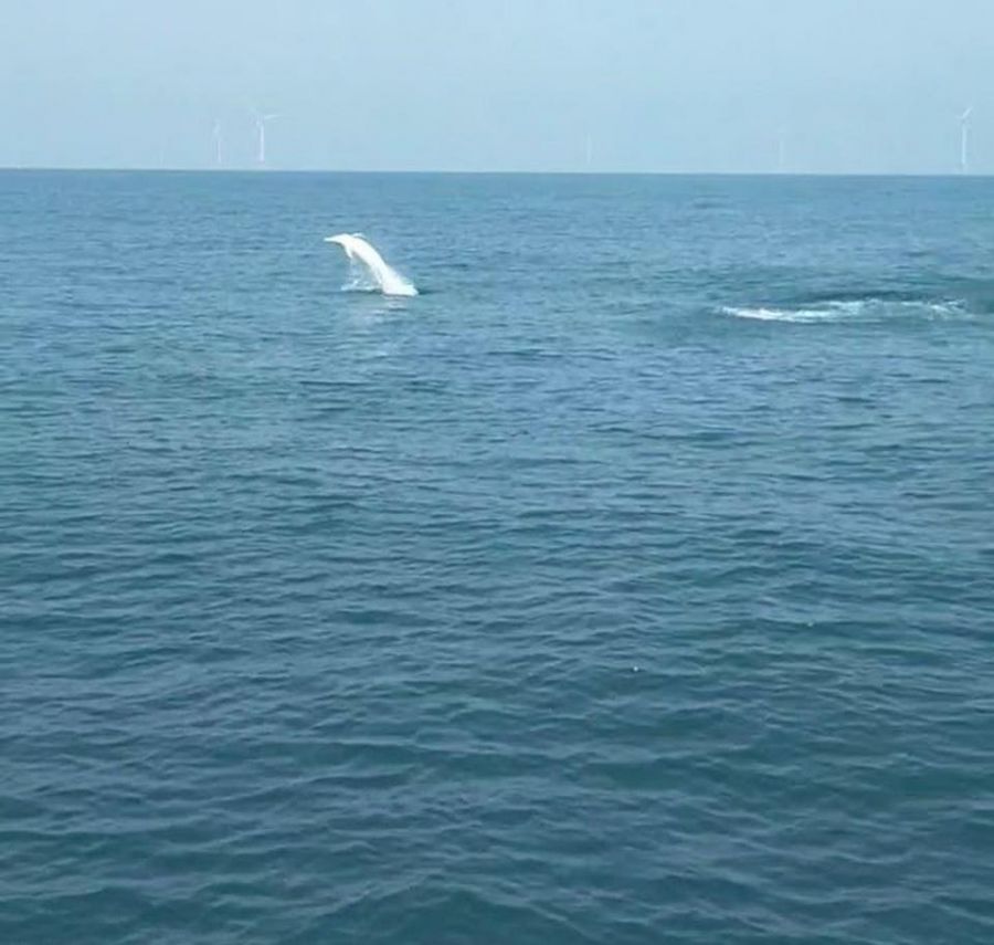 保育有成 白海豚悠游台灣海洋