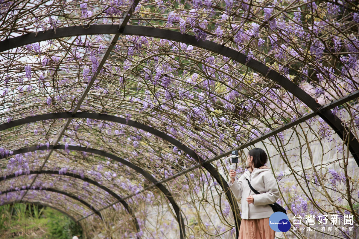嘉義縣瑞里、瑞峰社區紫藤花持續盛開中,吸引許多網紅、網美前來拍攝取景/林詩涵翻攝