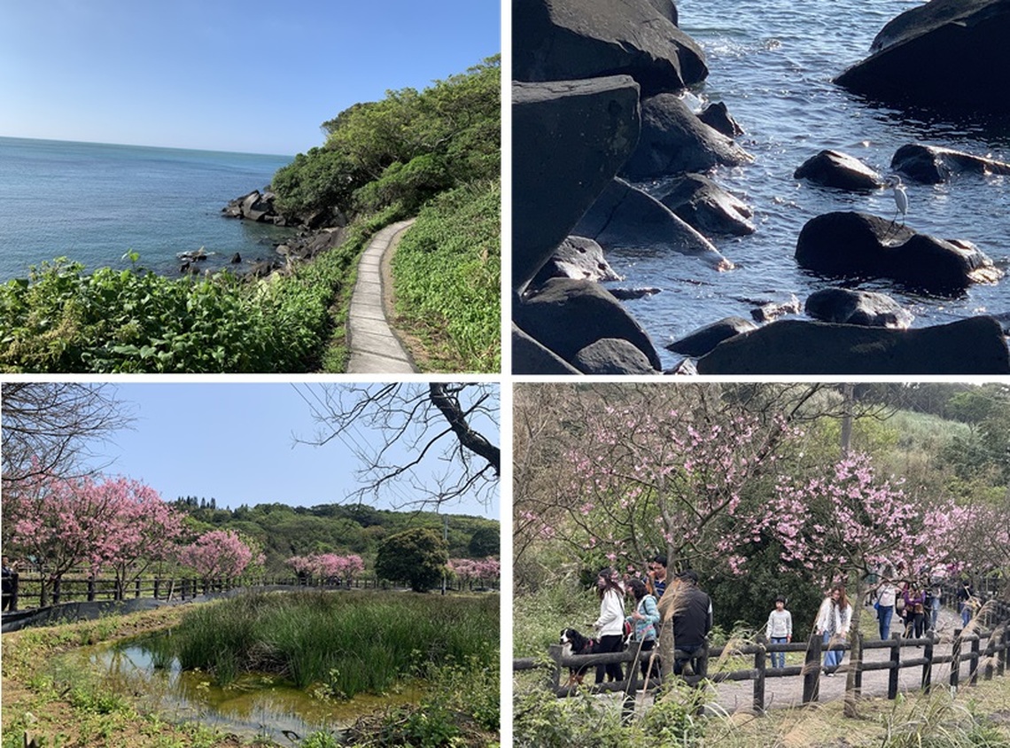 春日探訪北海岸 觀完浪花賞櫻花
